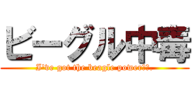 ビーグル中毒 (I've got the beagle power🇯🇵.)