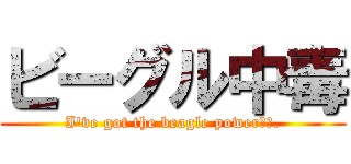 ビーグル中毒 (I've got the beagle power🇯🇵.)