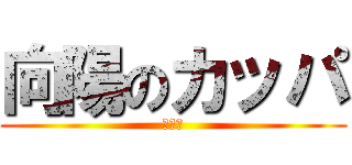 向陽のカッパ (斎藤巧)