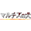 マルチズの犬 (attack on dog)