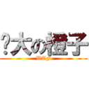 伟大の橙子 (WTF)