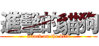 進擊的貓狗 (attack on the bird)