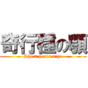 奇行種の顎 (Short penis nigo)