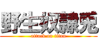 野生奴隷兎 (attack on titan)