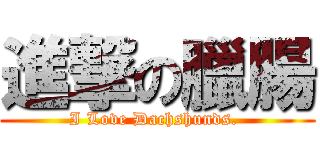 進撃の臘腸 (I Love Dachshunds. )