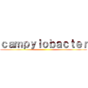 ｃａｍｐｙｌｏｂａｃｔｅｒ ()