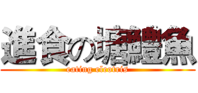 進食の塘鱧魚 (eating eleotris)