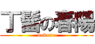 丁髷の春陽 (bakame)