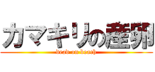 カマキリの産卵 (dead on beach)