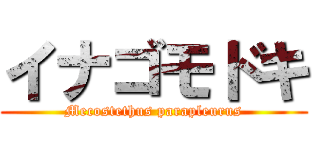 イナゴモドキ (Mecostethus parapleurus)