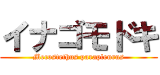 イナゴモドキ (Mecostethus parapleurus)