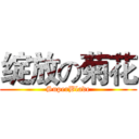 绽放の菊花 (SuperBlade)