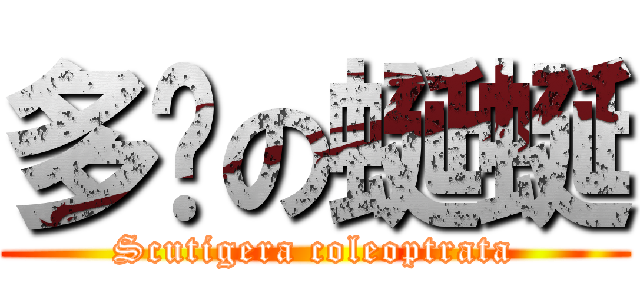 多腳の蜒蜒 (Scutigera coleoptrata)