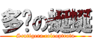 多腳の蜒蜒 (Scutigera coleoptrata)