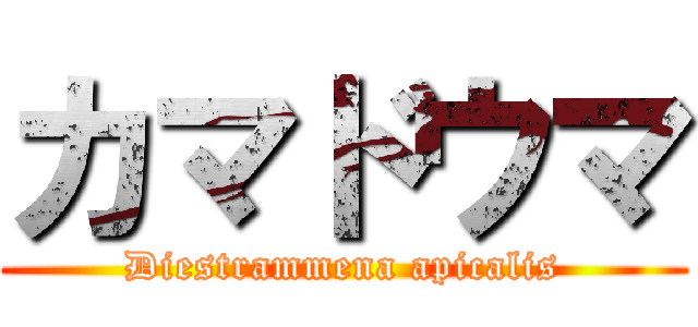 カマドウマ (Diestrammena apicalis)