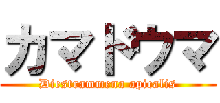 カマドウマ (Diestrammena apicalis)