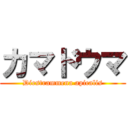 カマドウマ (Diestrammena apicalis)