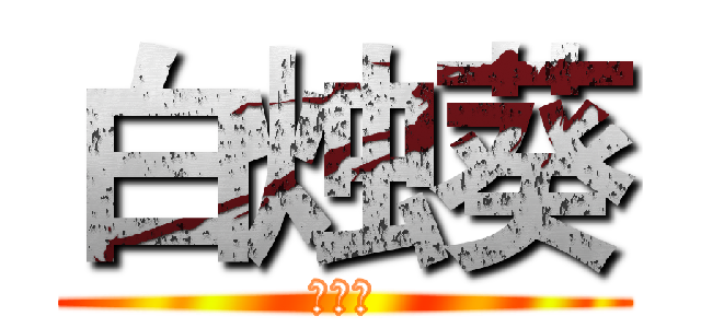 白烛葵 (白小哥)