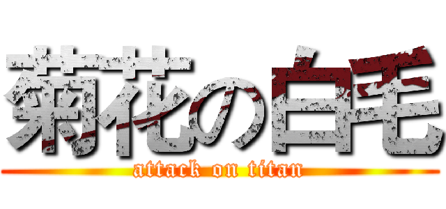 菊花の白毛 (attack on titan)