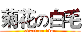 菊花の白毛 (attack on titan)