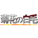 菊花の白毛 (attack on titan)