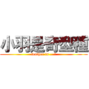 小羽是奇型種 (feather is ...?)