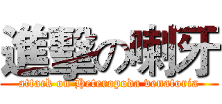 進擊の喇牙 (attack on Heteropoda venatoria)