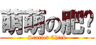 萌萌の肥雞 (Scarlet Chick)