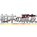 柏木の麻友 (mayuki)