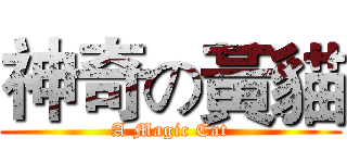神奇の黃貓 (A Magic Cat)