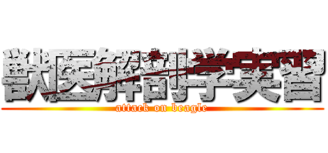 獣医解剖学実習 (attack on beagle)