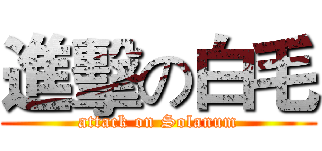 進擊の白毛 (attack on Solanum)