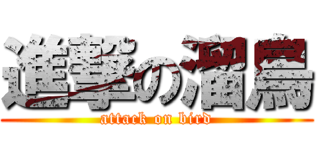 進撃の溜鳥 (attack on bird)
