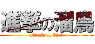 進撃の溜鳥 (attack on bird)