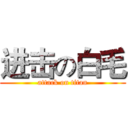 进击の白毛 (attack on titan)