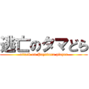 逃亡のタマどら (attack on Pazudora player)