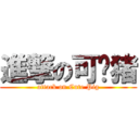 進撃の可爱猪 (attack on Cute Pig)