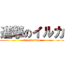 進撃のイルカ (Grandelfino)