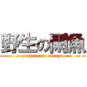 野生の閑魚 (yesheng de xianyu)