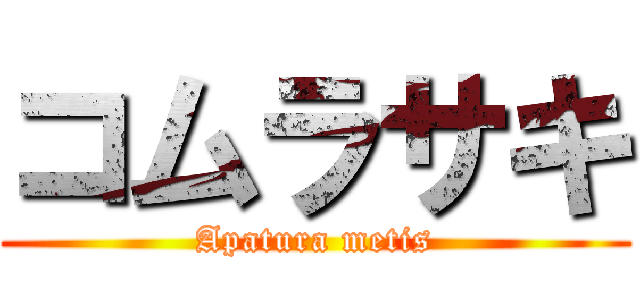 コムラサキ (Apatura metis)