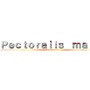 Ｐｅｃｔｏｒａｌｉｓ  ｍａｊｏｒ (Temporalis)