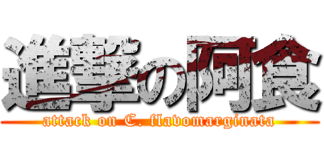 進撃の阿食 (attack on C. flavomarginata)