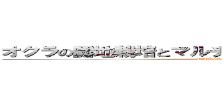 オクラの露地栽培とマルチ栽培の葉数と草丈の違い (attack on titan)