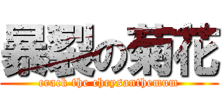 暴裂の菊花 (crack the chrysanthemum)