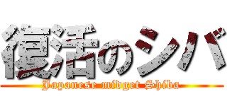 復活のシバ (Japanese midget Shiba)