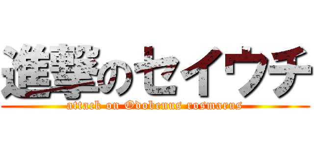 進撃のセイウチ (attack on Odobenus rosmarus)