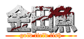 金田魚 (gold field fish)