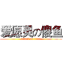 爱愿灵の傻鱼 (attack on titan)