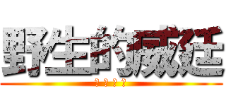 野生的威廷 (不 苟 言 笑)