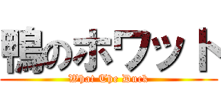 鴨のホワット (What The Duck)